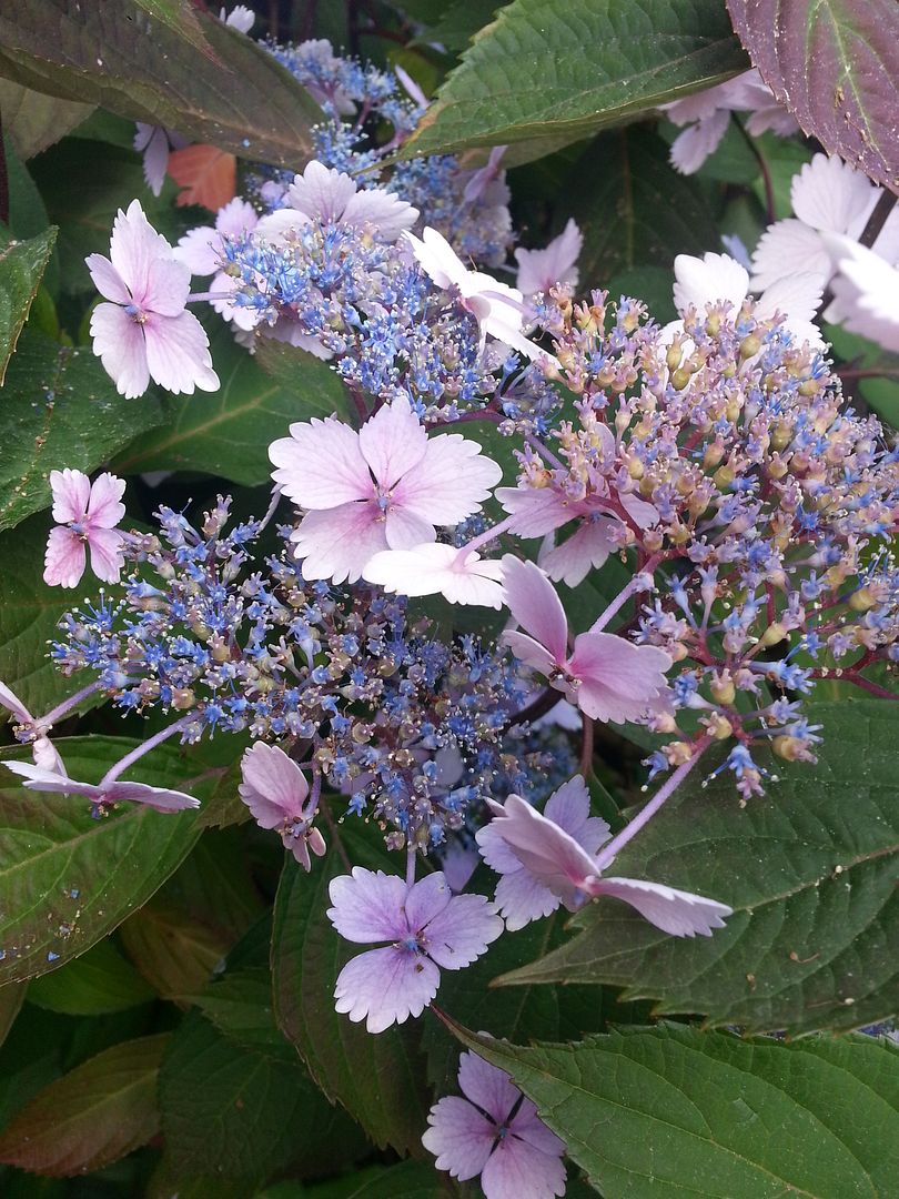  photo 20140721_091146_zpso6qesmtb.jpg